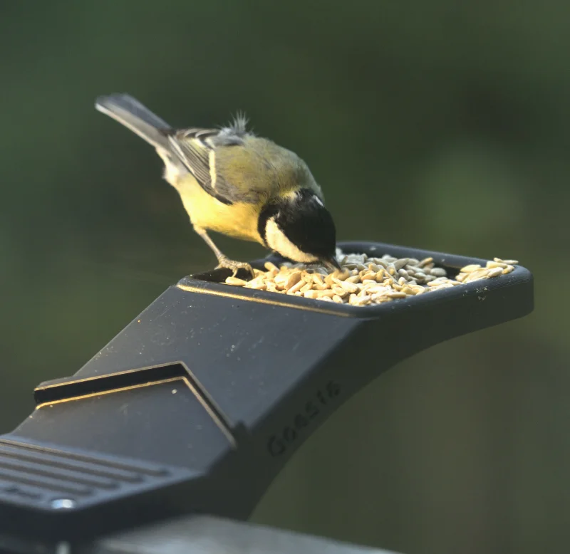 Fågelbord_296copyr_OlofA.webp