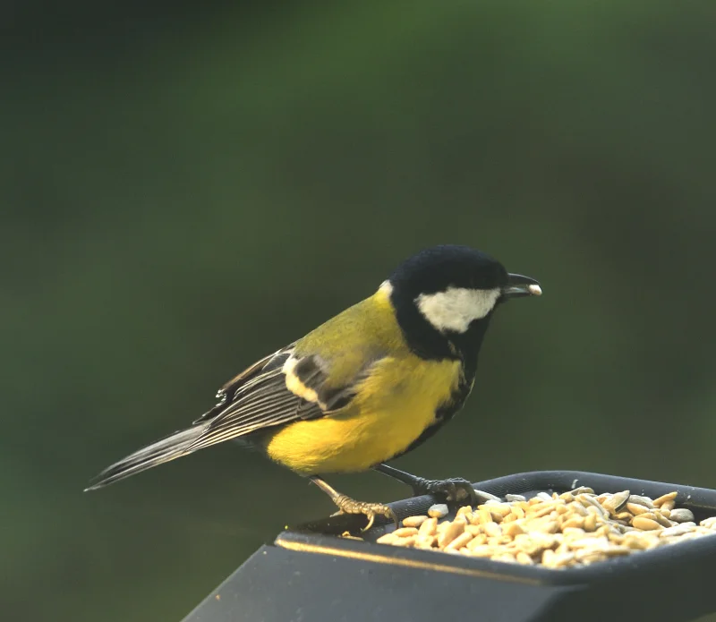 Fågelbord_297copyr_OlofA.webp