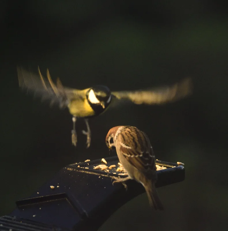 Fågelbord_316copyr_OlofA.webp