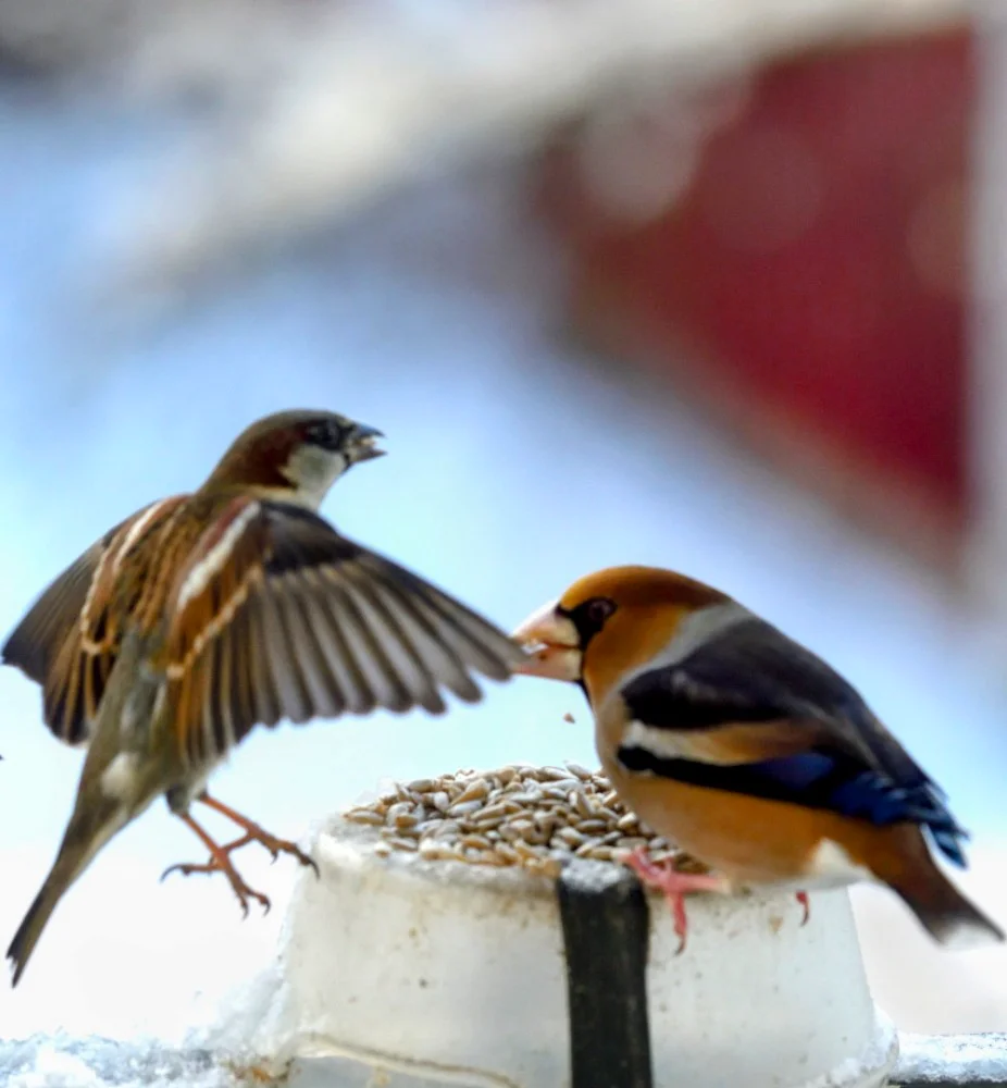 Fåglar_Copyr_OlofA_16 (1) (1).webp
