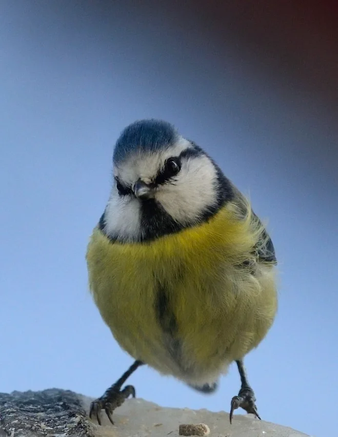 Fåglar_Copyr_OlofA_18 (1) (1).webp