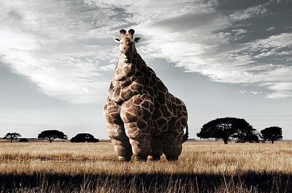 Fat20Giraff.jpg ht=396