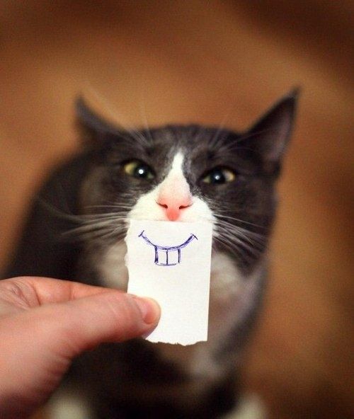 felgerbil.jpg