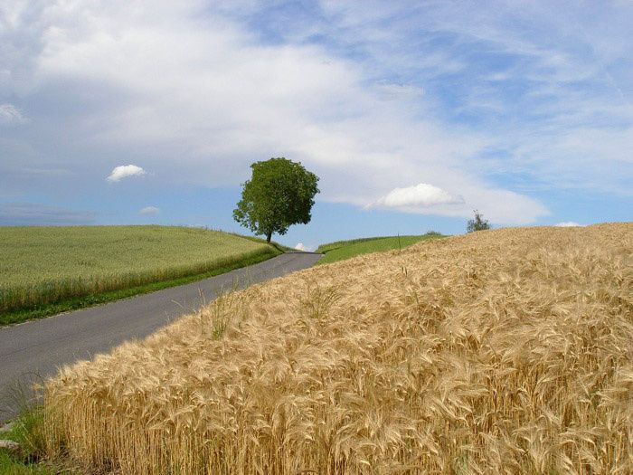 field_CC_v2.jpg ht=525