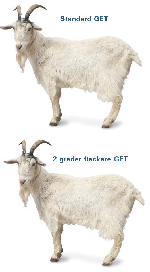 Flackget.jpg