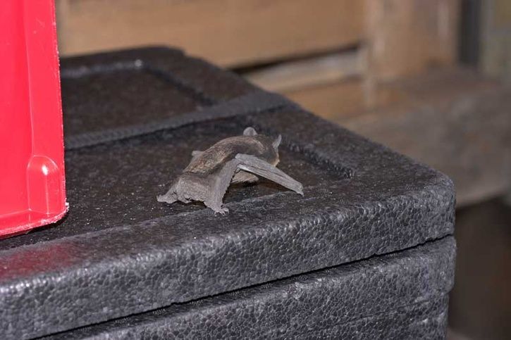 Fladdermus_bild1.jpg ht=483