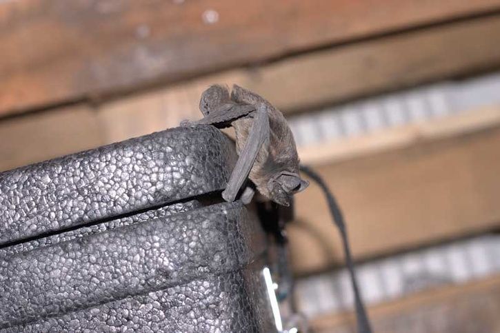 Fladdermus_bild2.jpg ht=483