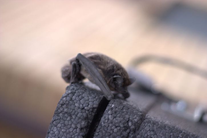 Fladdermus_bild3.jpg ht=483