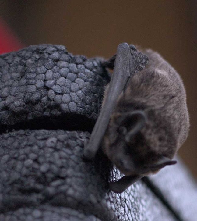 Fladdermus_bild4.jpg ht=725