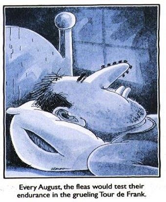 fleas.jpg ht=414