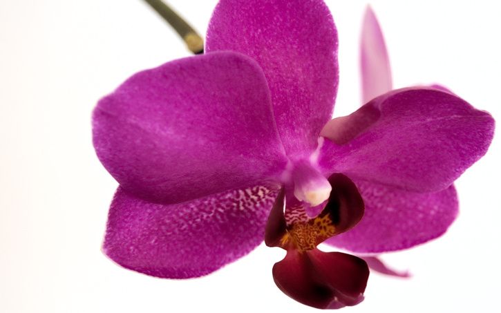 flower-desktop.jpg ht=453