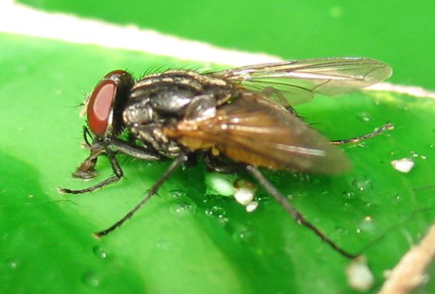 fluga.jpg ht=412