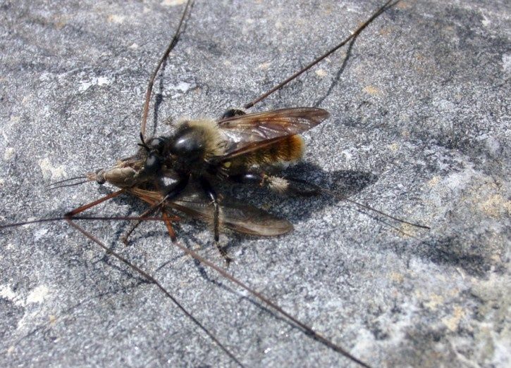 fluga_edited_3.jpg
