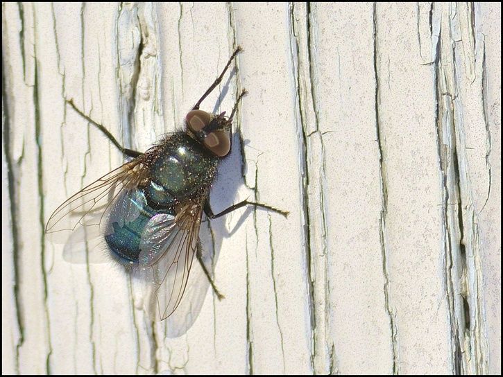 fly.jpg ht=544