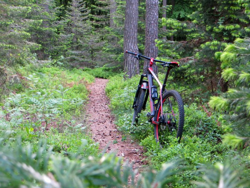 forestbike_small.JPG
