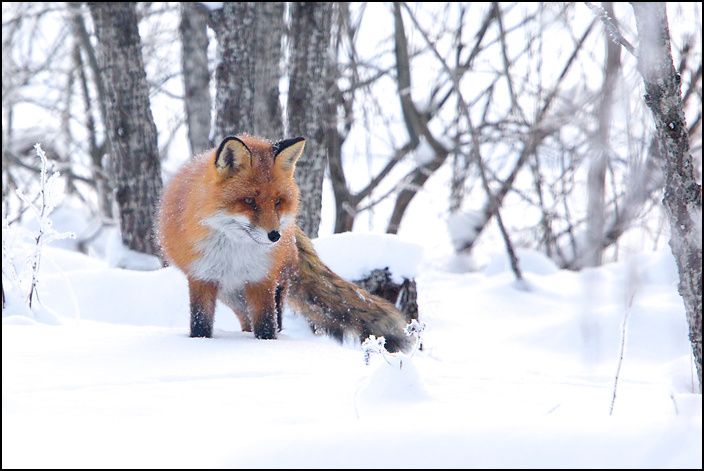 fox.jpg