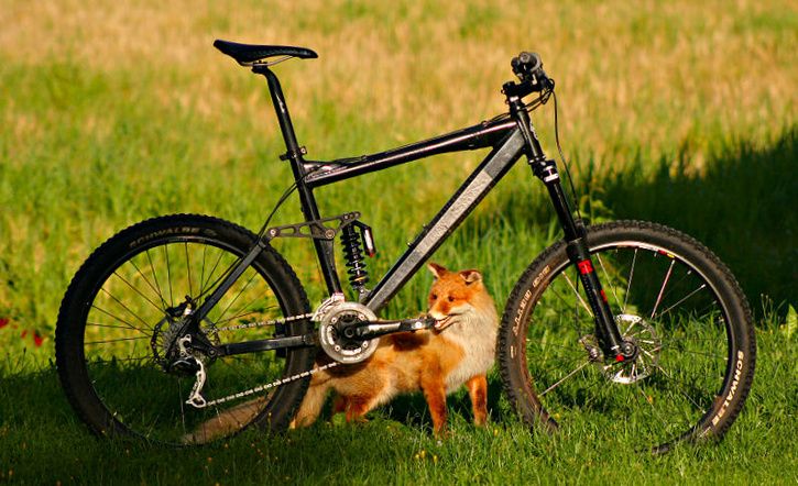 fox1.jpg ht=442