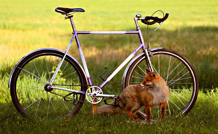 fox2.jpg ht=447