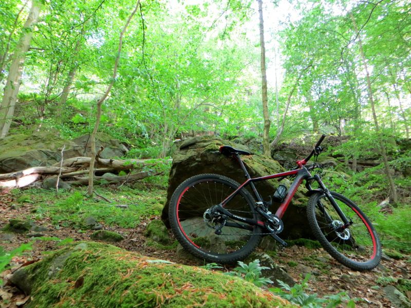 fresh_forest1_small.JPG