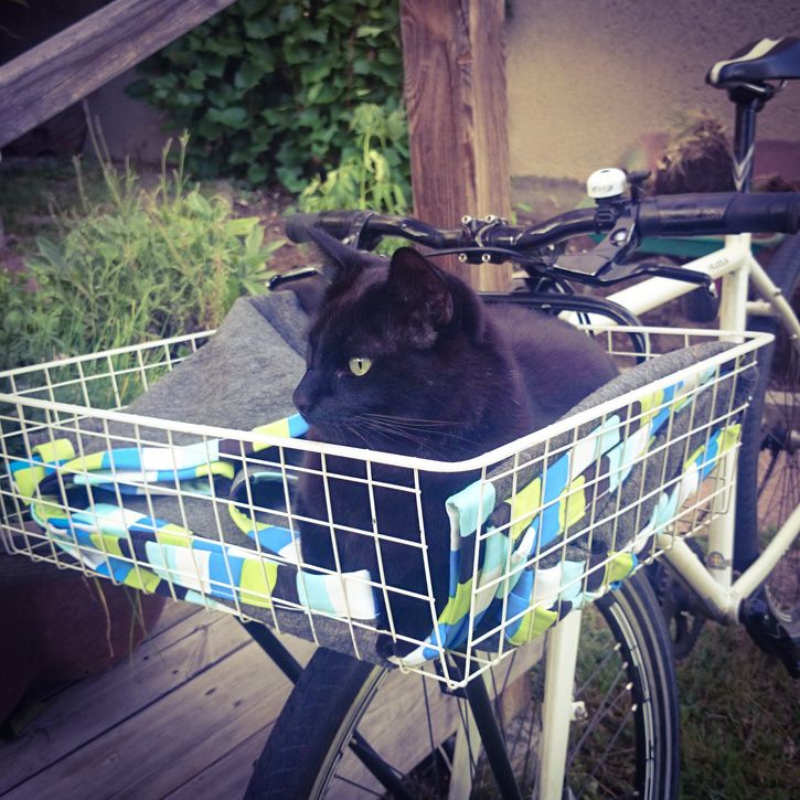 ful_katt.jpg