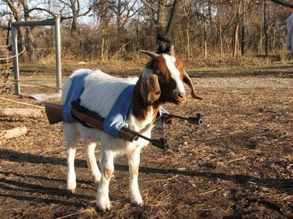 FunnyGoatPhotos-1.jpg