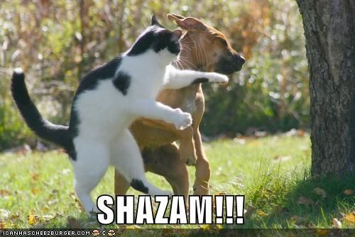 funny-pictures-cat-punches-dog.jpg ht=334