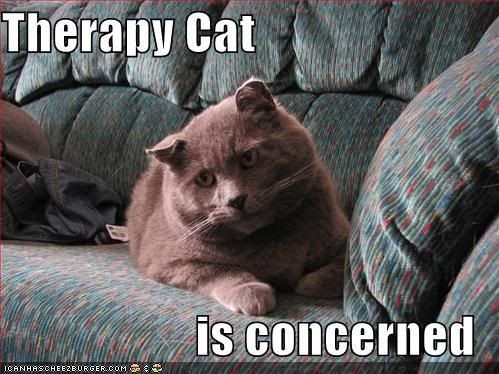 funny-pictures-therapy-cat.jpg ht=374