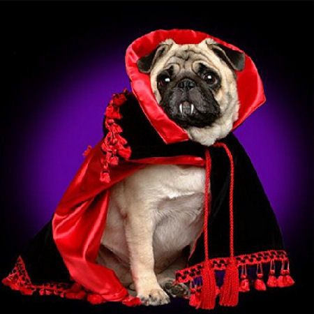 funny_pug_5.jpg ht=450