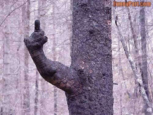 FunnyPart-com-pissed_off_tree.jpg ht=375