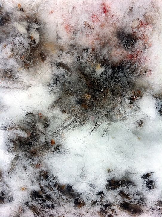 fur.jpg ht=725