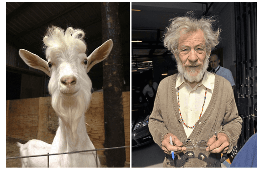 gandalfthegoat.PNG
