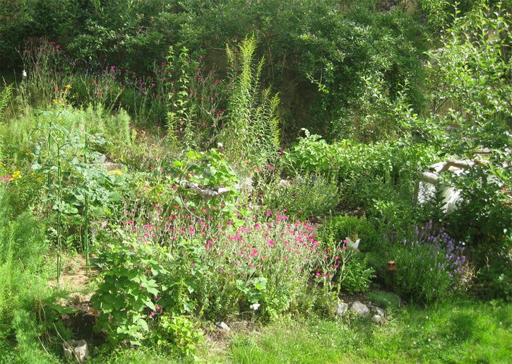 garden.jpg ht=515