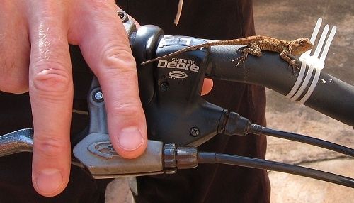 Geckonbike2.jpg
