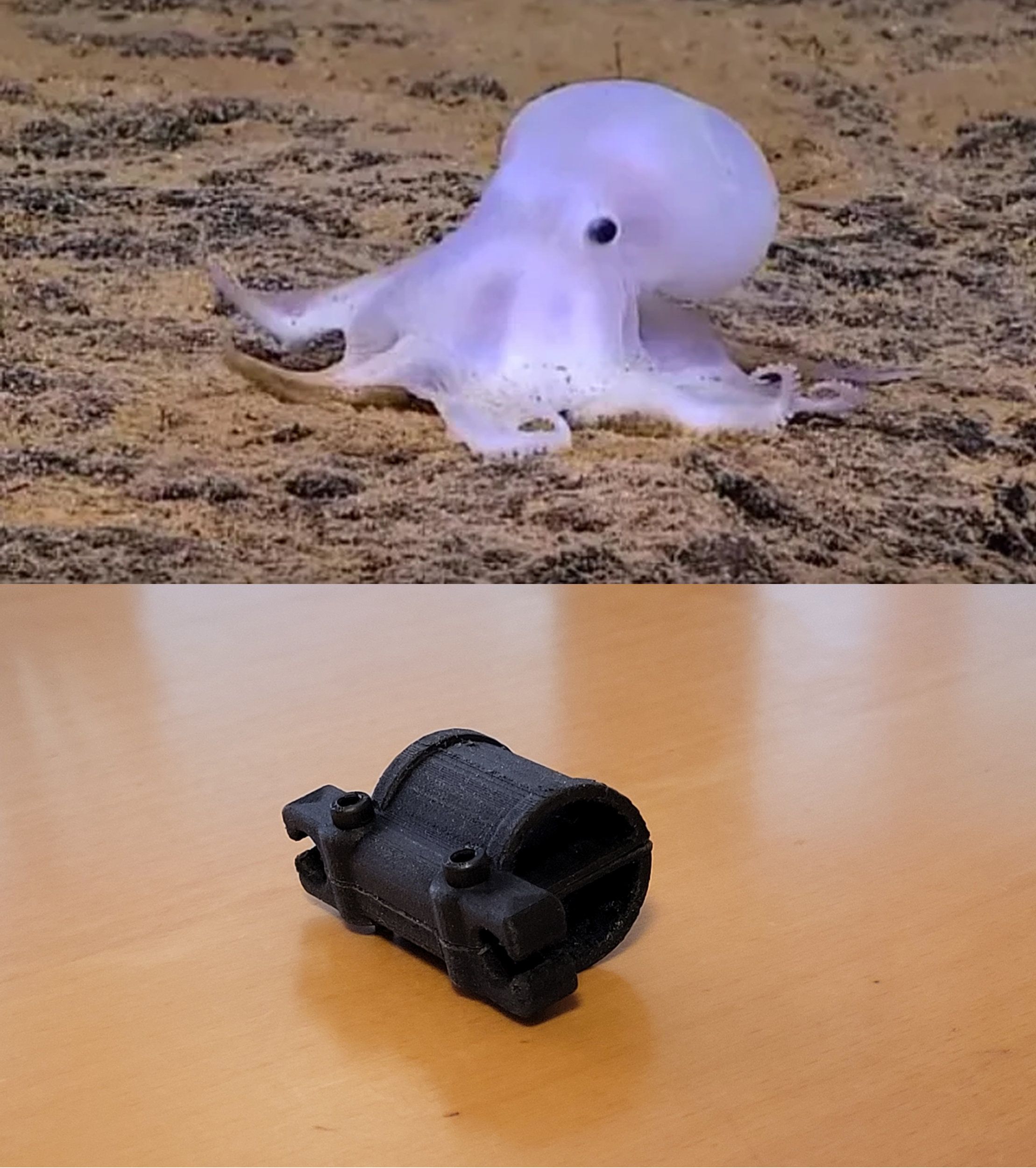 Ghost octupus comparison.jpg