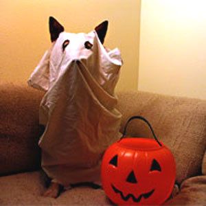 ghostdog.jpg ht=300