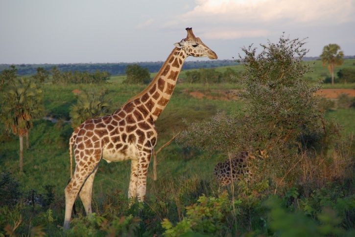 giraff-resized.JPG ht=485