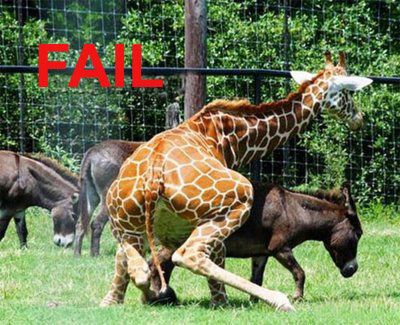 giraffe_likes_a_piece_of_ass.jpg ht=325