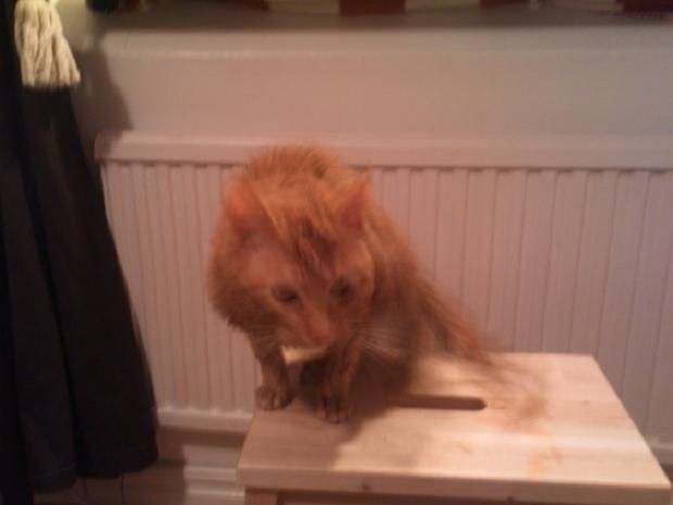 gizmo.JPG ht=465