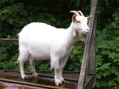 goat_1.jpg ht=300