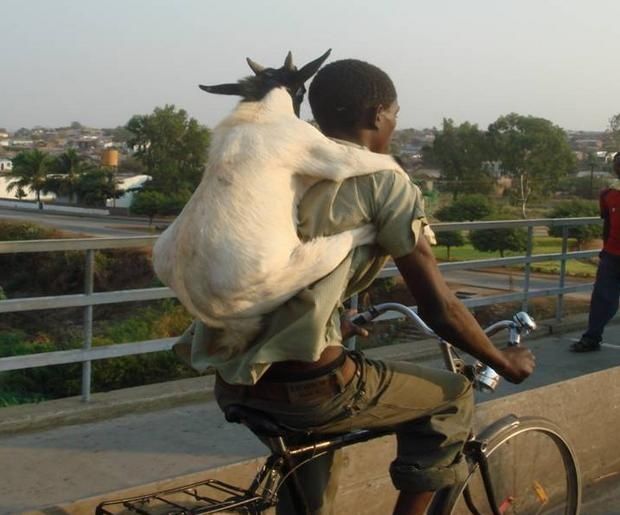 goat_gets_a_ride_on_bicycle-338.jpg ht=515