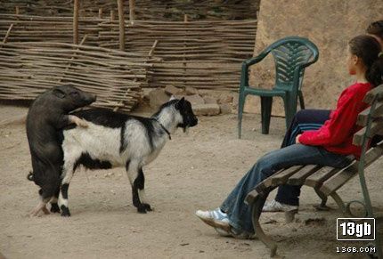 goat_pig_love.jpg ht=291
