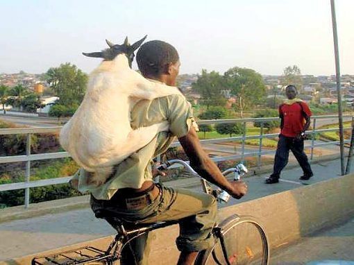 goatbak.jpg