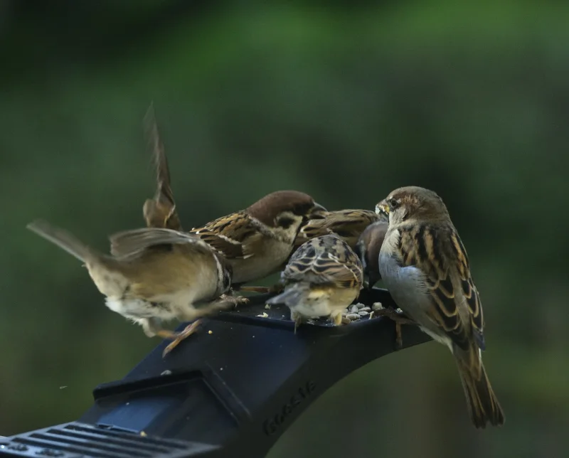 Goesta_335copyr_OlofA.webp