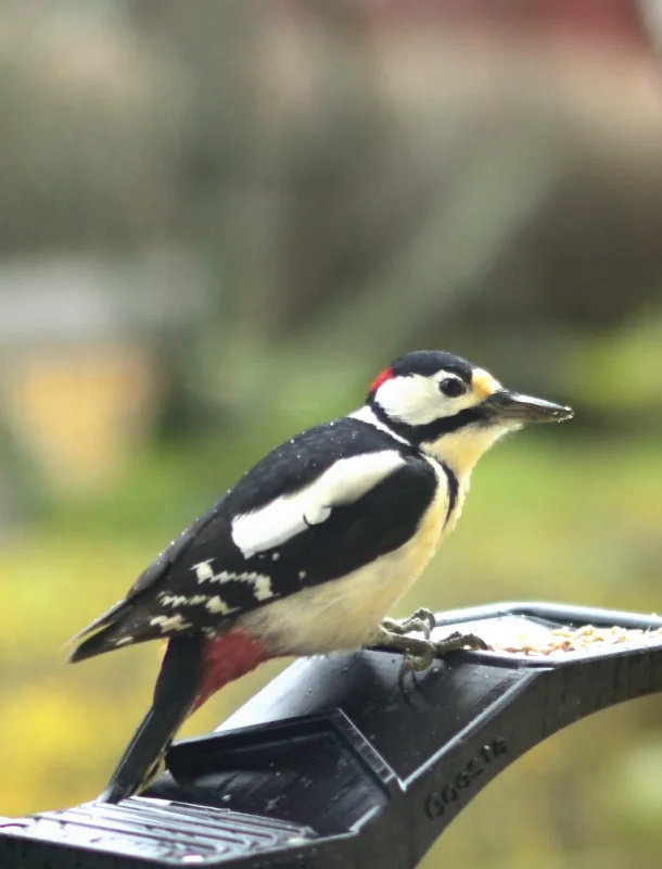 Goesta_Fåglar_018_copyr_OlofA.webp