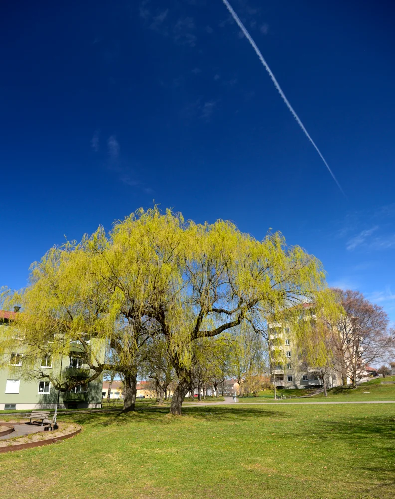 Goesta_Kungsberget_20260417_099_copyr_OlofA.webp