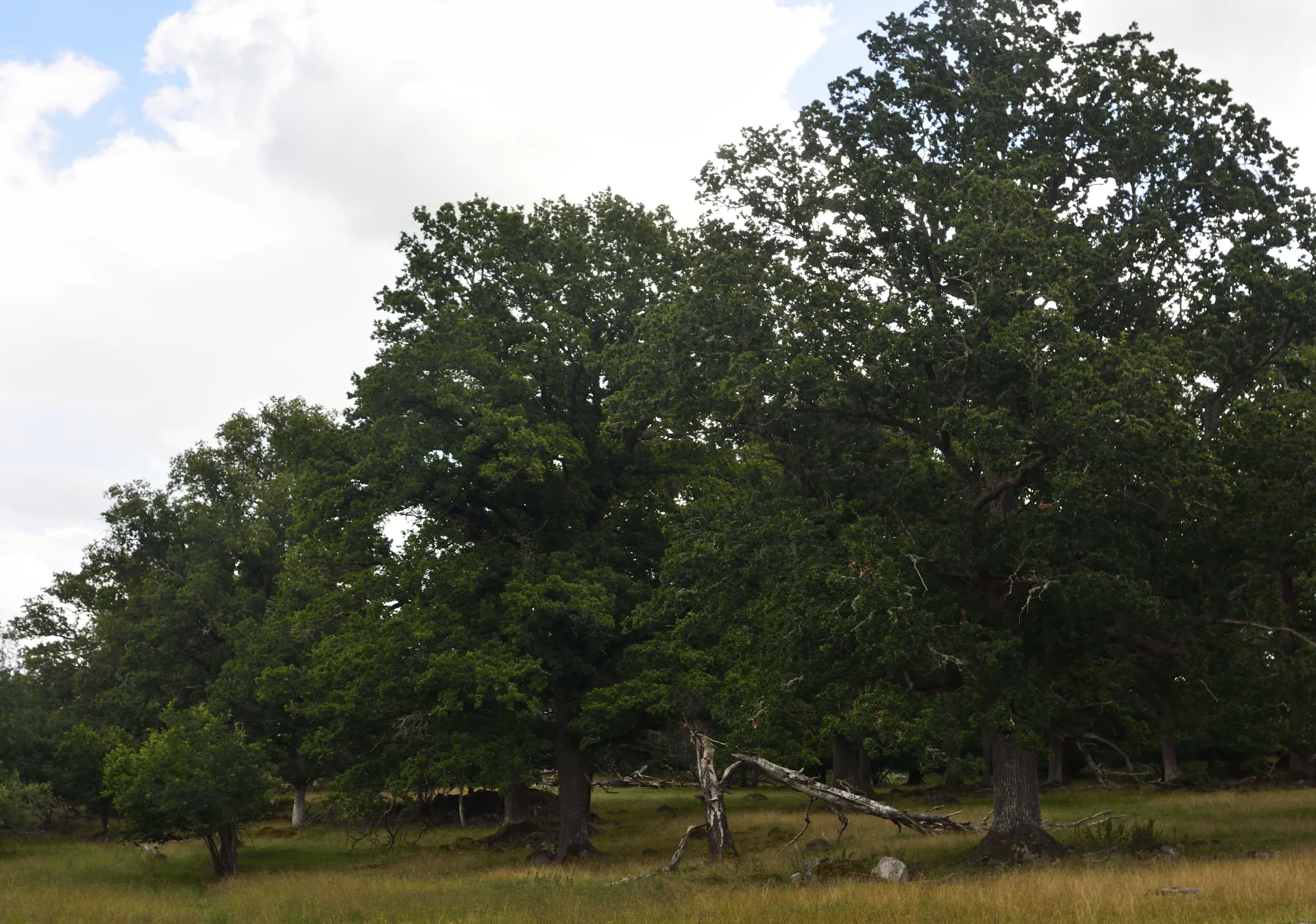 Goesta_Västra_Götaland_87copyr_OlofA.webp