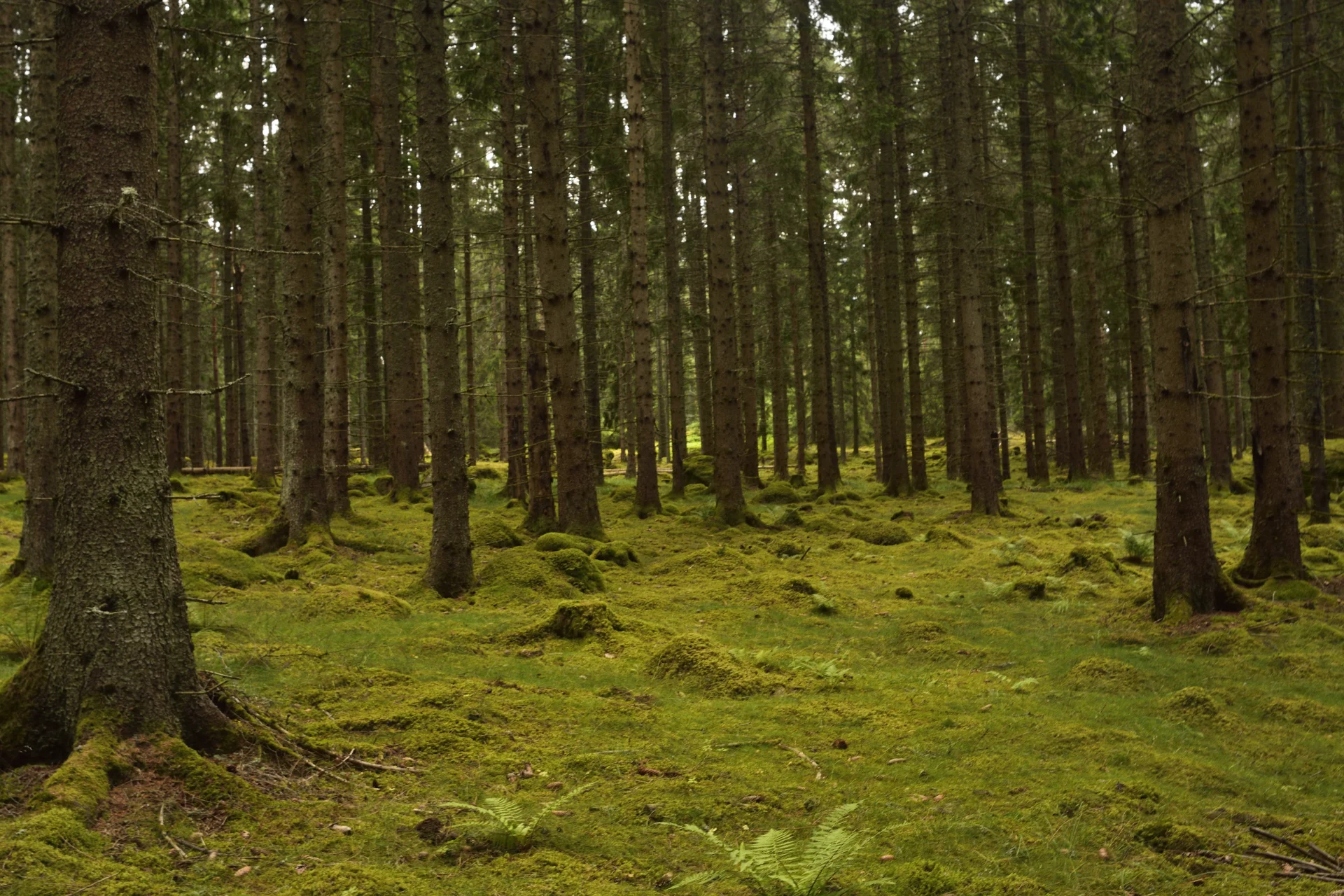 Goesta_Västra_Götaland_90copyr_OlofA.webp