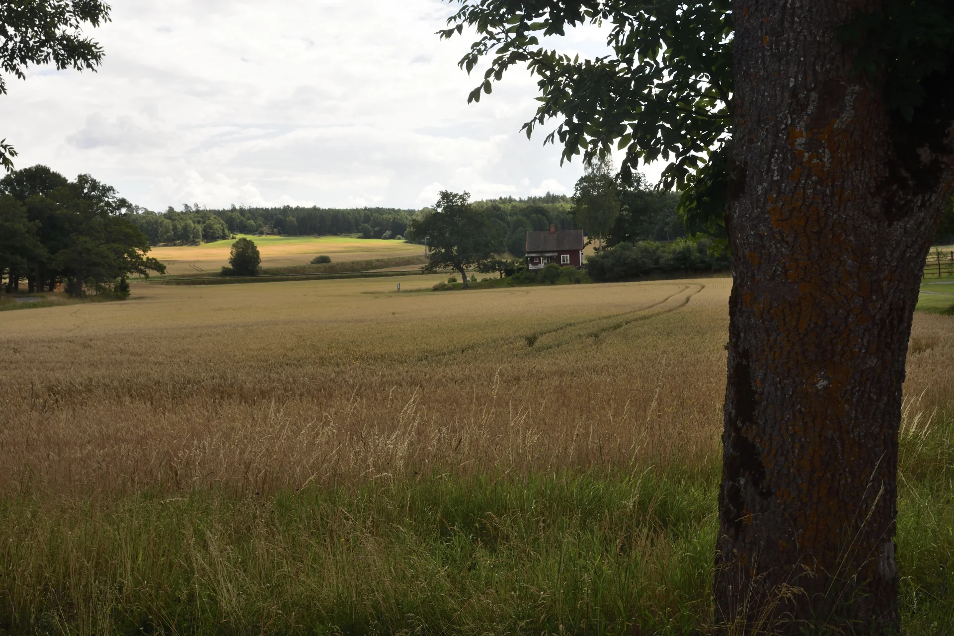 Goesta_Västra_Götaland_93copyr_OlofA.webp