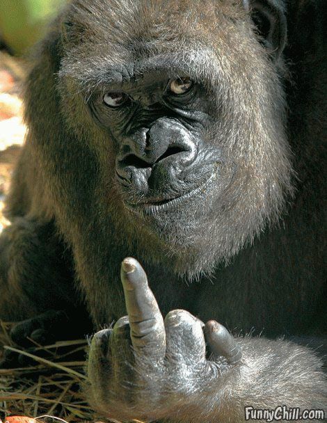 gorilla-finger.jpg ht=608