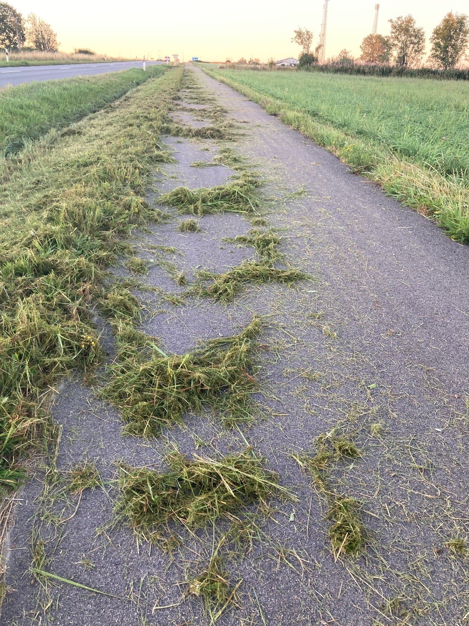 gräs.jpg